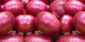 Onion