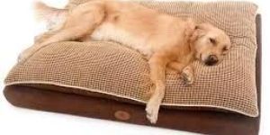 Dog Beds