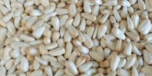 American Kesar Seeds