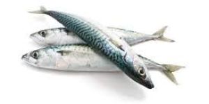Frozen Mackerel