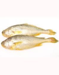 Frozen Yellow Croaker