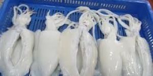 Frozen Cuttlefish