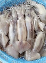 Frozen Squid