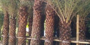 Date Palm Trees