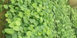 Red Sandalwood Small Plant