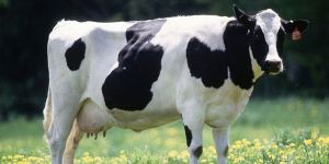Hf Cow