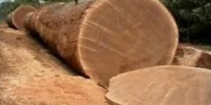 Bubinga Wood Log