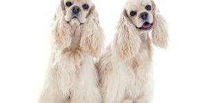 Cocker Spaniel Dog