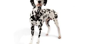 Dalmatian Dog