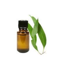 Eucalyptus Oil