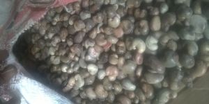 Cashew Nuts