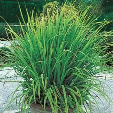 Lemon Grass Plant
