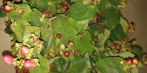 Fresh Carnation Cut Flowers