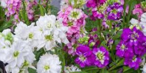 Fresh Lavender Cut Flowers