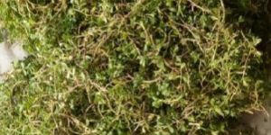 Organic Baheda Leaves
