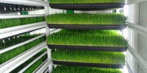 Hydroponic Fodder Machine