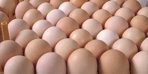 Hatching Eggs
