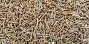 Cumin Seeds