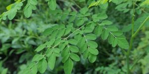 Drumstick Leaves