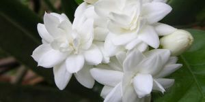 Fresh Jasmine Flower