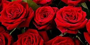 Fresh Red Rose Flower