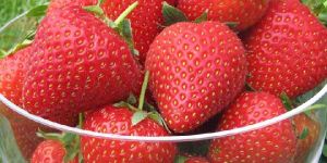 Fresh Strawberry