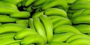 Fresh Green Banana