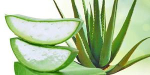 Aloe Vera Baby Plants