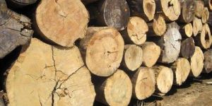 Teak Wood Logs