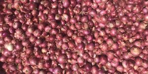 Red Onion