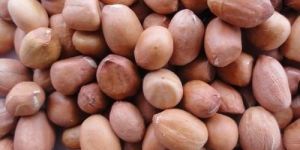 Bold Groundnut Seeds