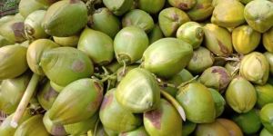 Green Coconut
