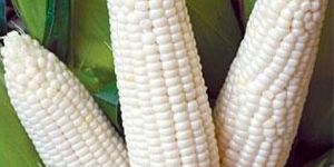 White Maize