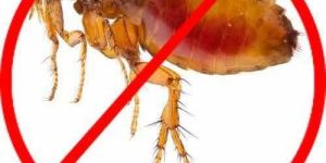 Pest Control Service