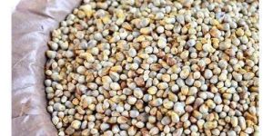 Natural Pearl Millet Seeds