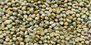 Organic Pearl Millet Seeds