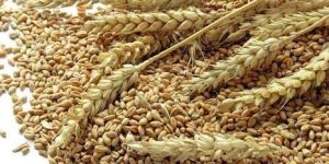 Organic Wheat Seeds