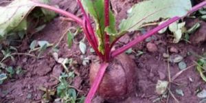 Beta Vulgaris