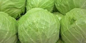 Fresh Cabbage