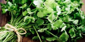 Fresh Coriander Leaves