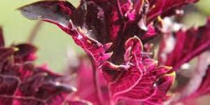 Fresh Red Basil Leaves