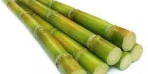 Sugarcane