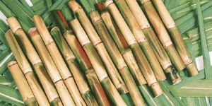 Fresh Sugarcane