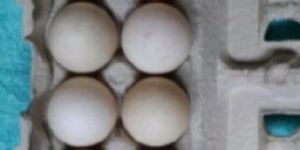 Duck Hatching Eggs