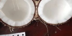 Fresh Semi Husked Coconut