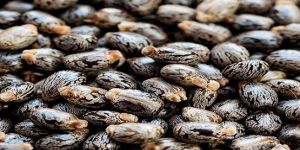 Castor Seeds