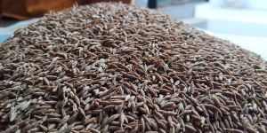Cumin Seeds