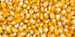 B Grade Yellow Corn Seeds