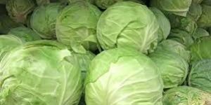 Fresh Cabbage