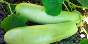 Fresh Bottle Gourd